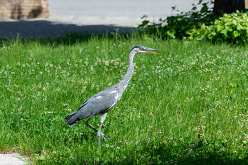 Gray heron landing in the city, Airòn, Airone cenerino, Ardea cinerea photographed in the foreground and very close