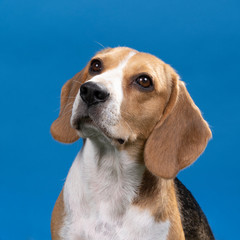 Portrait of a beagle dog head sitting isolated against a blue background