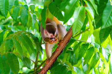 Common Squirrel Monkey (Saimiri sciureus) eating an egg pulled from a nest, in Manuel Antonio Costa Rica