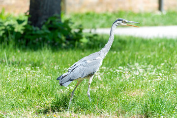 Gray heron landing in the city, Airòn, Airone cenerino, Ardea cinerea photographed in the foreground and very close