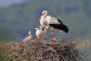 Storchennest in Bensheim Auerbach