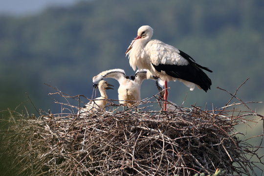 Storchennest in Bensheim Auerbach