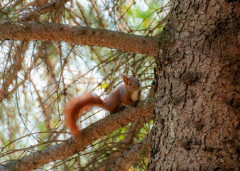 red squirrel (sciurus vulgaris) on a pine tree in a park in the nature