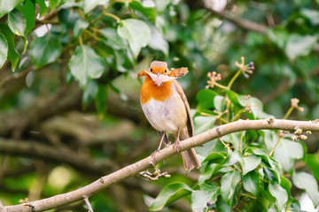 European Robin (Erithacus rubecula) perched on an Ivy branch, holding a leaf, taken in Twickenham, London