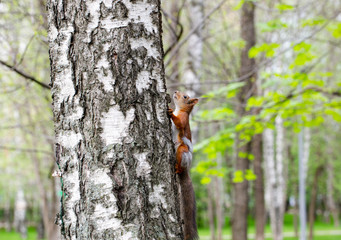 squirrel on a birch tree