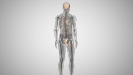 3d illustration of a man with an illuminated penis. man's health