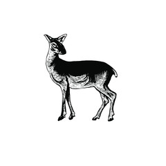 Obraz na płótnie Canvas Deer vector illustration 