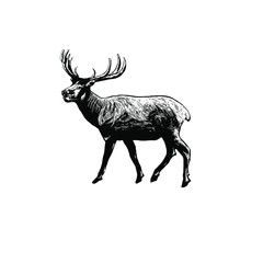 Deer vector illustration 