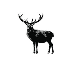 Deer vector illustration 
