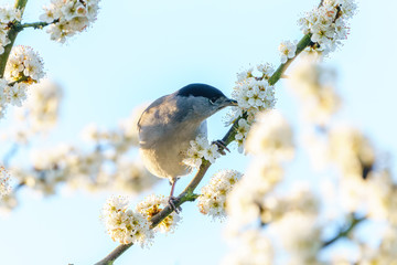 Blackcap (Sylvia atricapilla) male feeding on blossoms on a tree in spring, taken in England