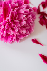 Blooming Pink peony flower with green leaves and scattered petals, lifestyle image. Close up , Flat lay, top view, copy space
