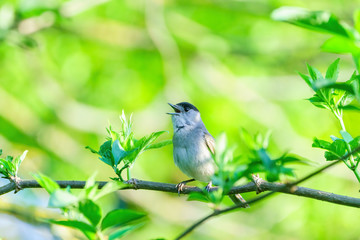 Blackcap (Sylvia atricapilla) male singing on a bright spring morning in London