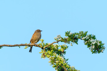 Dunnock (Prunella modularis) perched high in a bush against blue sky, taken in the UK