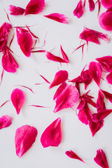 Blooming Pink peony  leaves, scattered petals, lifestyle image. Close up , Flat lay, top view, copy space