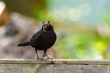 Blackbird (Turdus merula) male with beak full of worms perched on a fence, taken in the UK