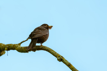 Blackbird (Turdus merula) male with worms in beak, taken in West London