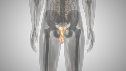 3d illustration of a man with an illuminated penis. man's health