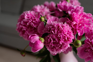 Bouquet of Blooming Pink peony flowers with green leaves in pink vase, in the room, grey background, lifestyle image, copy space