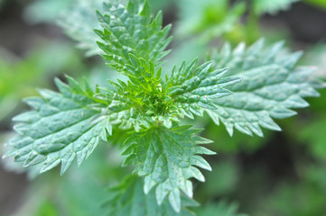 In nature grows stinging nettles (Urtica urens)