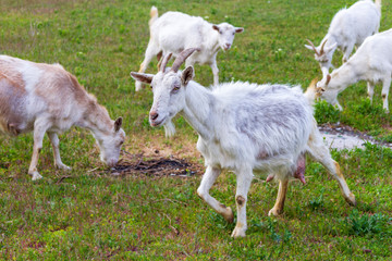 Obraz premium A herd of goats walk in the fresh air on a summer day