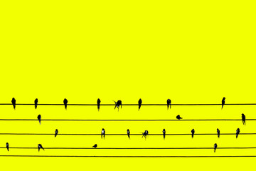 Contemporary art, Birds perched on wires. Yellow background artwork