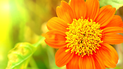 very beautiful bright orange flower in macro, Summer/autumn blossoming , Gerbera Daisy.