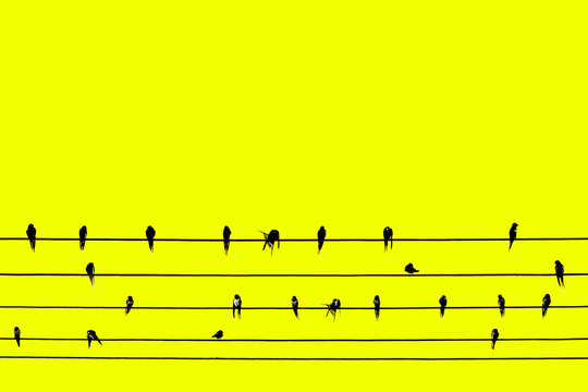 Contemporary art, Birds perched on wires. Yellow background artwork