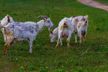 A herd of goats walk in the fresh air on a summer day