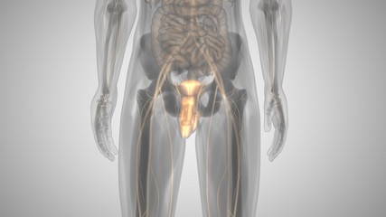 3d illustration of a man with an illuminated penis. man's health