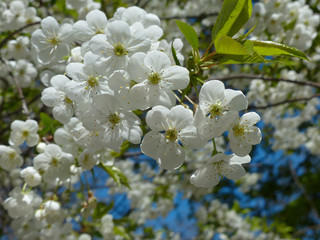 white cherry blossom