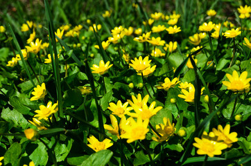 Pattern yellow flowers in green grass view sideways