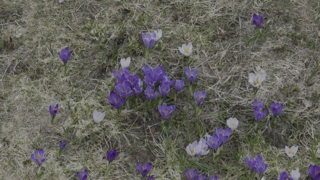 Krokus, Krokusse, Blue, Blumen, Bl&uuml;te, Bl&uuml;tenmeer, Blumenwiese, Fr&uuml;hling, Fr&uuml;hbl&uuml;her, Wiese, Almwiese, Felbertauern, Alm, Hochtal, Nationalpark, Hohe Tauern, Matreier Tauernhaus, Bl&uuml;tezeit, Fr&uuml;hjahr, 