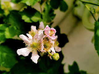 blackberry blossom on branch at garden