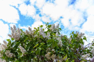 Spring branch of blossoming lilac against the sky