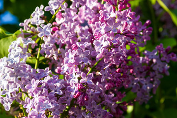 Spring branch of blossoming lilac