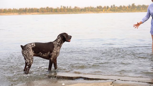 Best friends young woman and German Shorthaired Pointer walk and play in river on summer evening. Happy owner. Friends together. Pet care. Pets friends.
