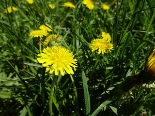 Dandelions in the Grass