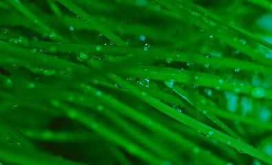 Macro fotografía de varias gotas de lluvia en el pasto