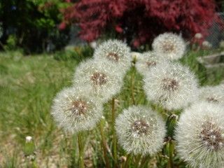 Dandelion Seed Poofs