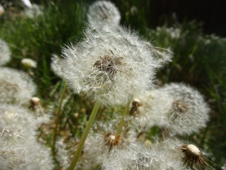 Dandelion Seed Poofs