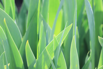 Green leaves of iris flowers in the home garden.
