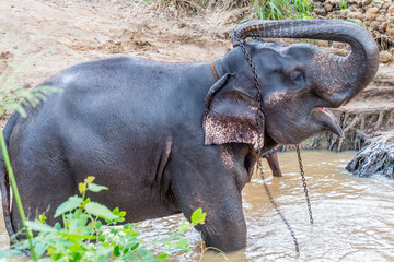 Sigiriya - Asian Elephant 