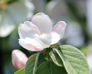 Spring flowering tree. Sunny day. May.