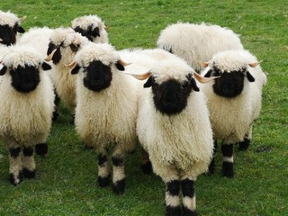 A herd of white sheep with a black beak, nose and ears. Walliser schwarznase. Black nose sheep.