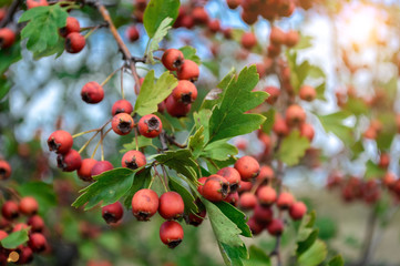 red hawthorn fruit close-up. sprig of bush on a natural green background.