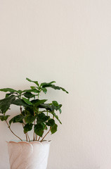 An indoor coffee plant Arabica in a white pot against white background