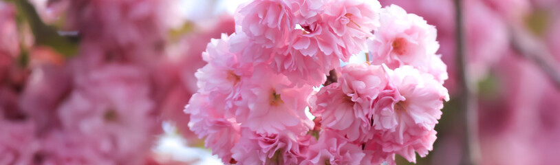 Spring flowering tree. Sunny day. May.