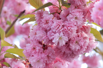 Spring flowering tree. Sunny day. May.