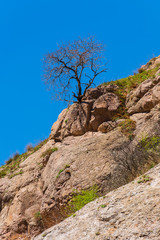 Amazing rocky landscape with alone tree, Armenia