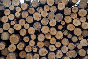 Fototapeta premium Cut down tree trunks on a pile in a forest